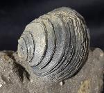 Circomphalus basteroti-taurinensis (SACCO 1900) - Bild &copy; FossNet FossilienStore
